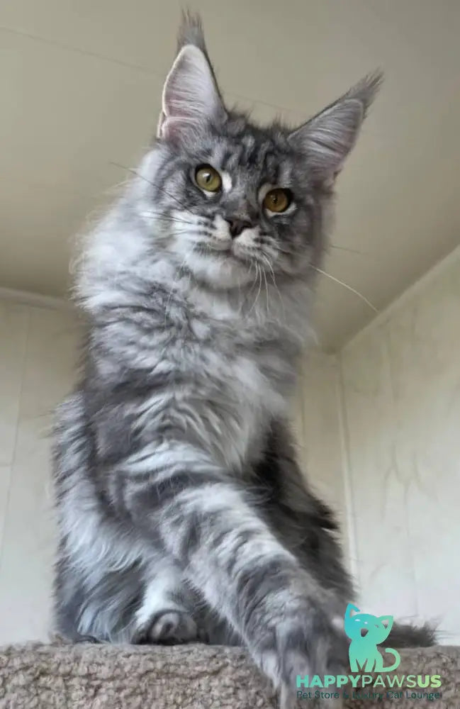 Cirilla Maine Coon female black silver tabby - live animals
