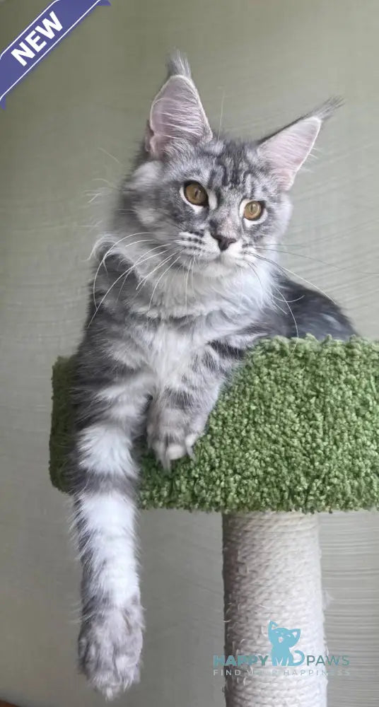 Cirilla Maine Coon female black silver tabby - live animals