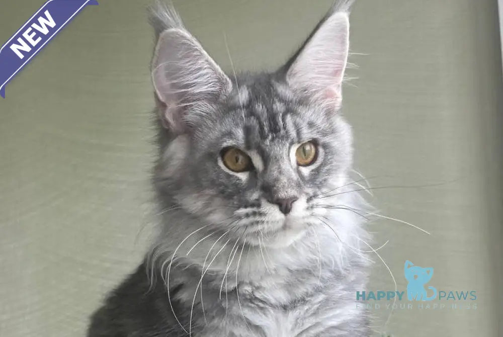 Cirilla Maine Coon female black silver tabby - live animals