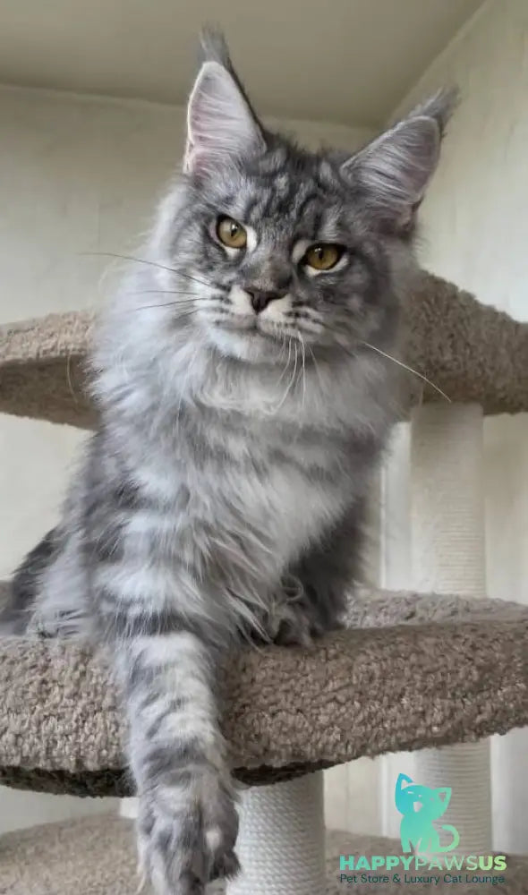Cirilla Maine Coon female black silver tabby - live animals