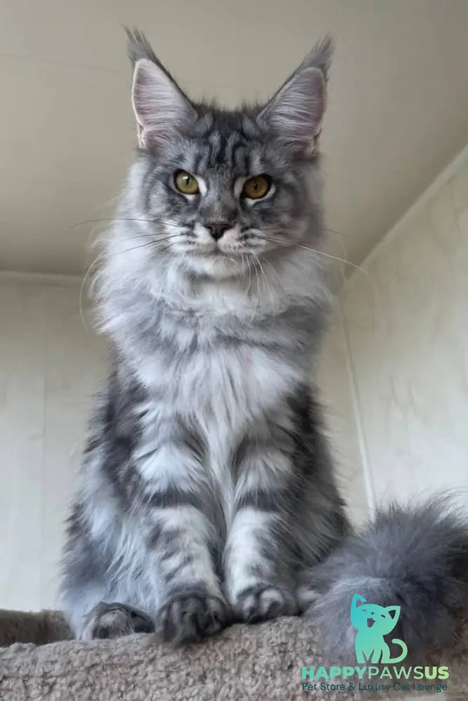 Cirilla Maine Coon female black silver tabby - live animals