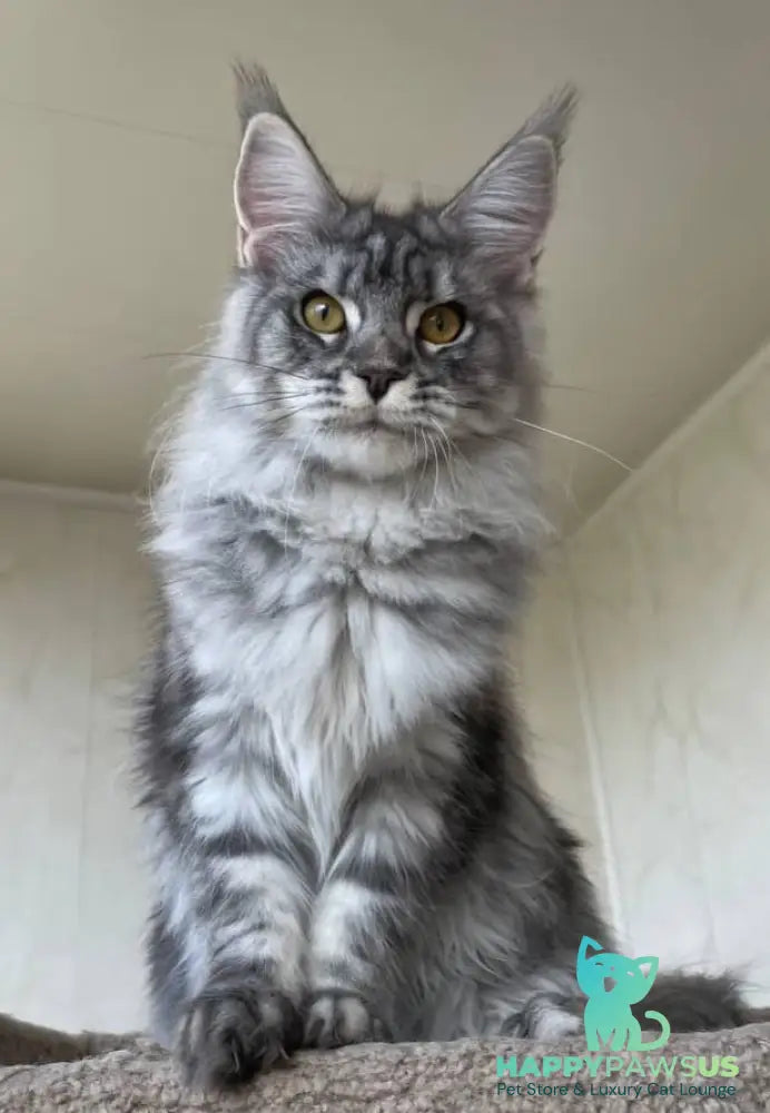 Cirilla Maine Coon female black silver tabby - live animals