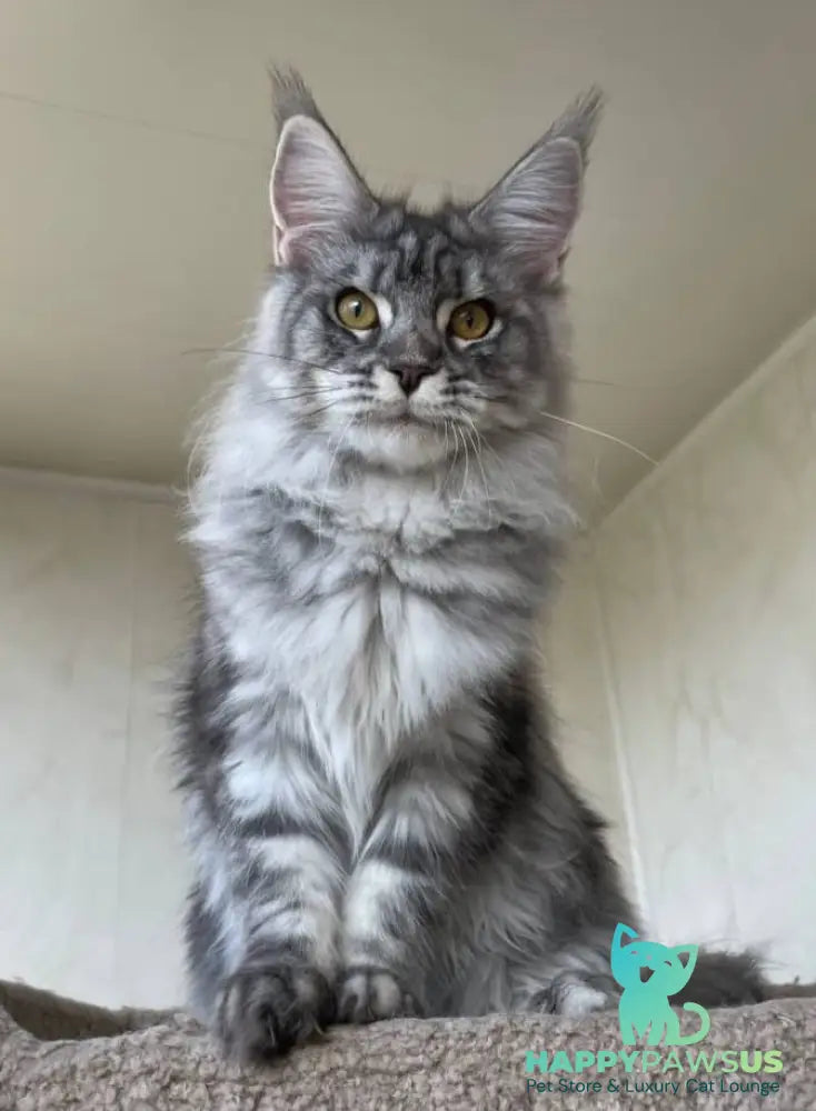 Cirilla Maine Coon female black silver tabby - live animals