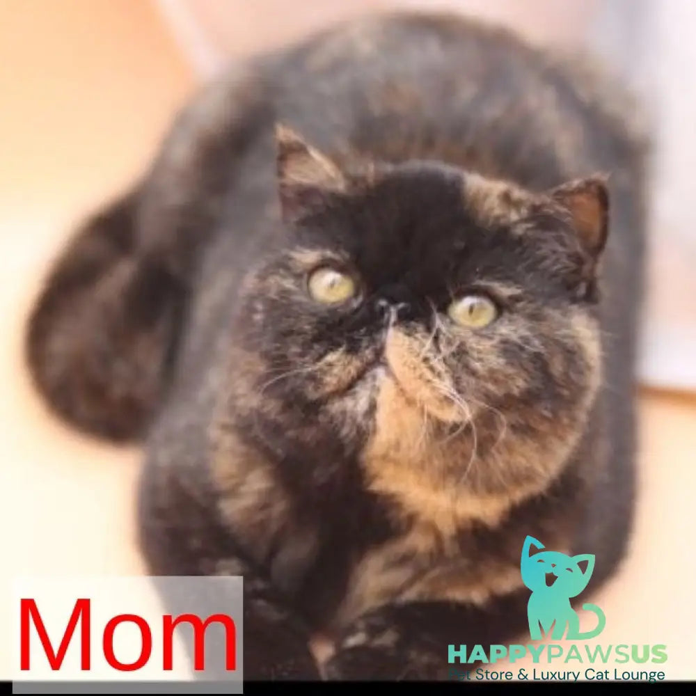 Citadel Persian female black tortie - live animals