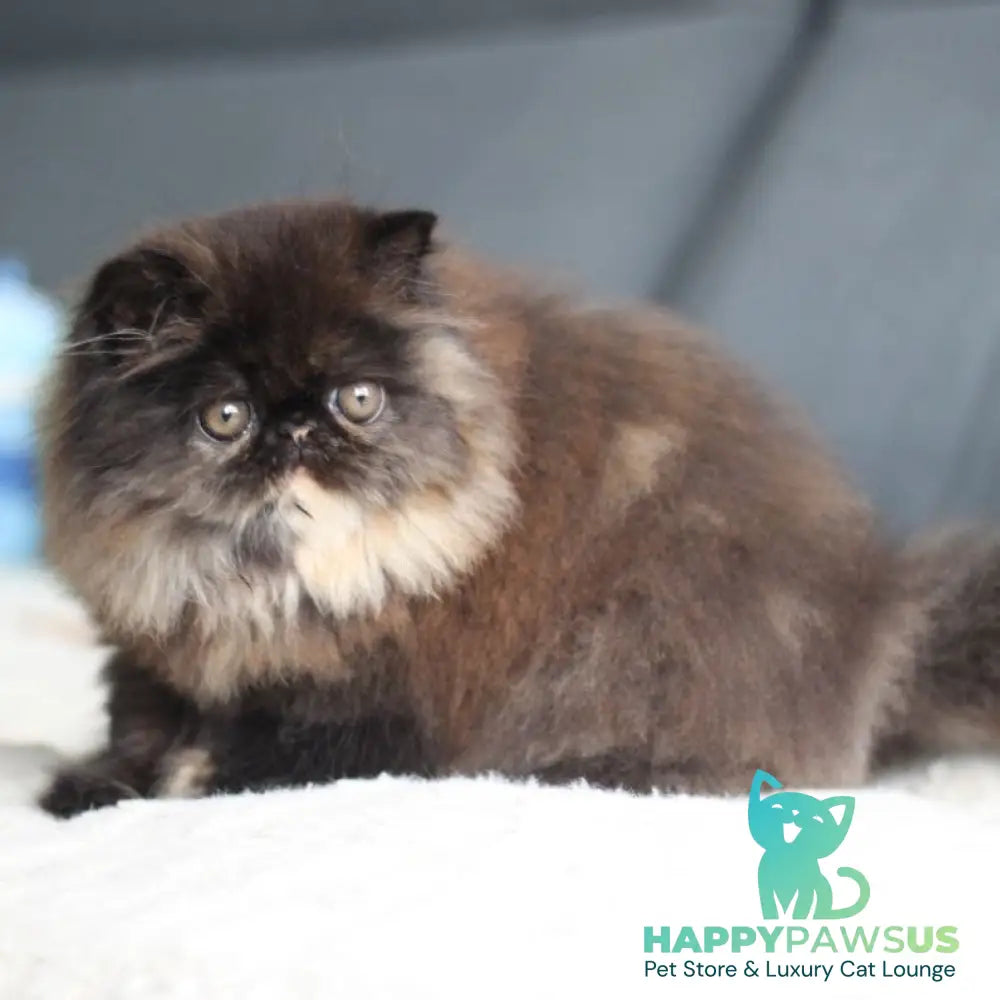 Citadel Persian female black tortie - live animals