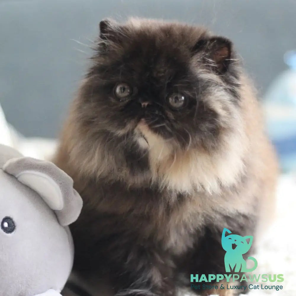 Citadel Persian female black tortie - live animals