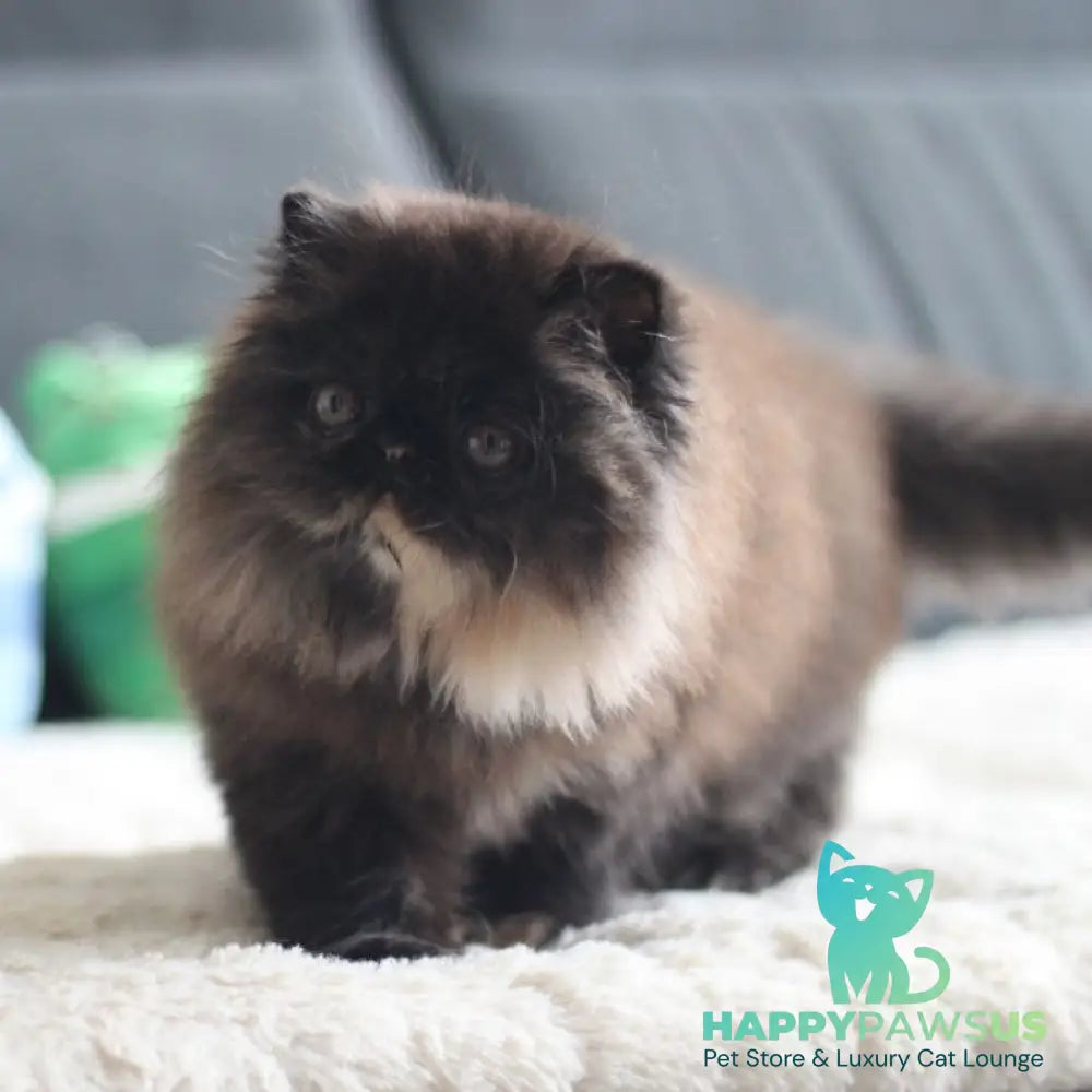Citadel Persian female black tortie - live animals