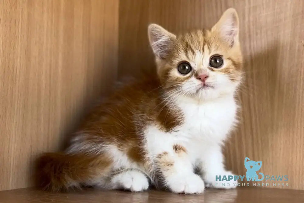 Citrus British Shorthair male red bicolour tabby live animals