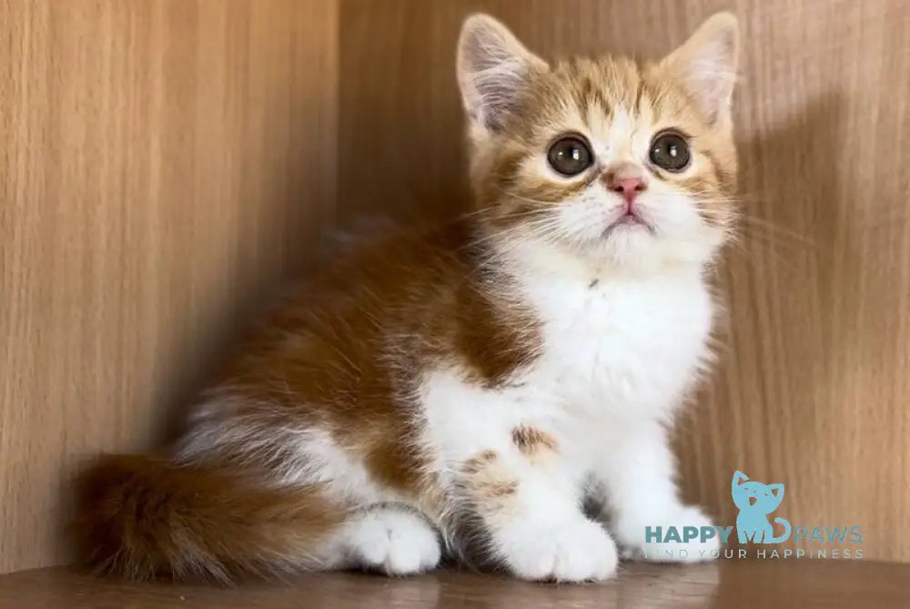 Citrus British Shorthair male red bicolour tabby live animals