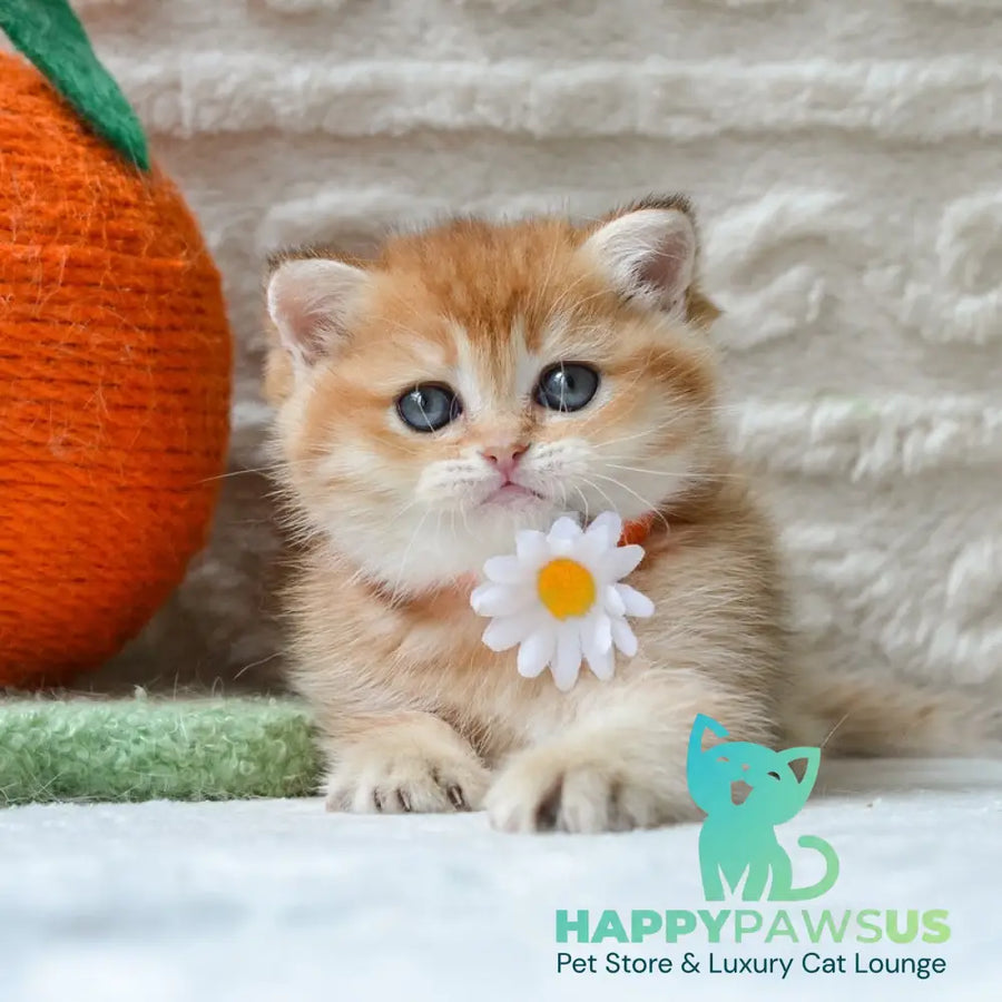 Claire British Shorthair female black golden shaded - live animals