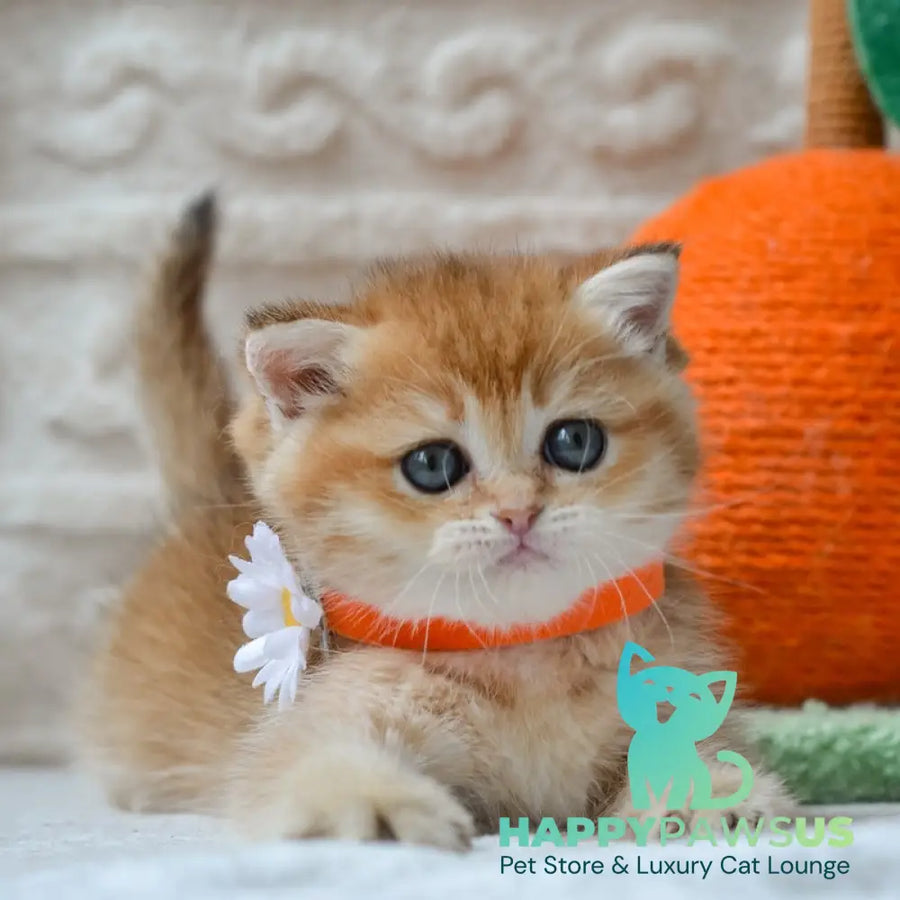 Claire British Shorthair female black golden shaded - live animals