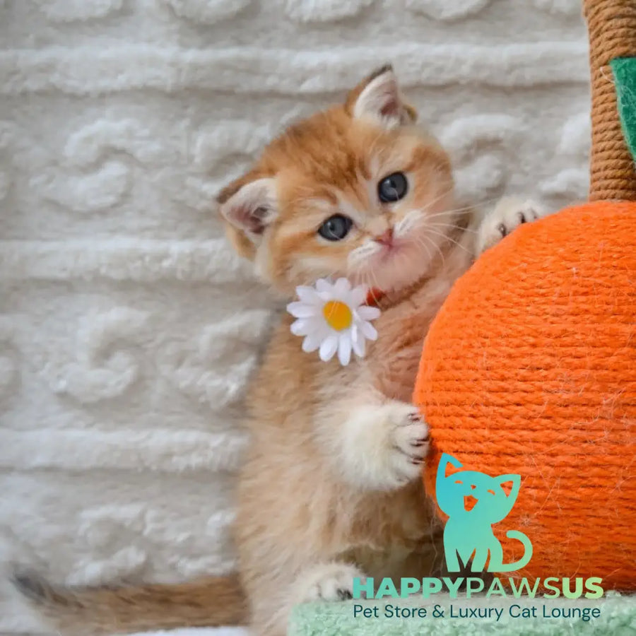 Claire British Shorthair female black golden shaded - live animals