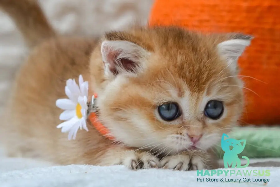 Claire British Shorthair female black golden shaded - live animals