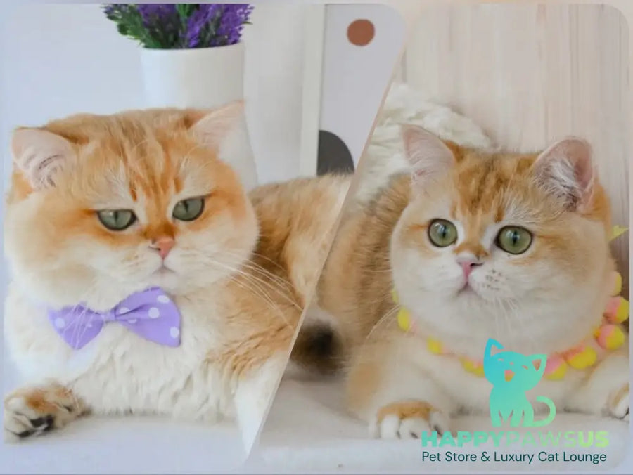 Claire British Shorthair female black golden shaded - live animals