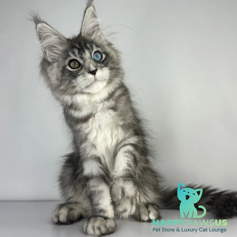 Claire Maine Coon female black silver tabby - live animals