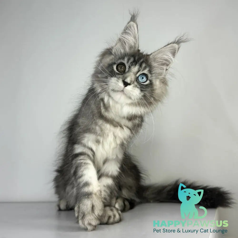 Claire Maine Coon female black silver tabby - live animals