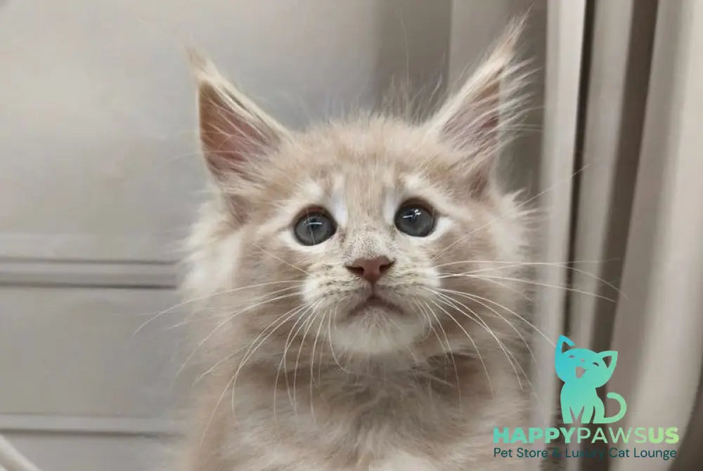 Clark Maine Coon polydactyl male cream tabby live animals