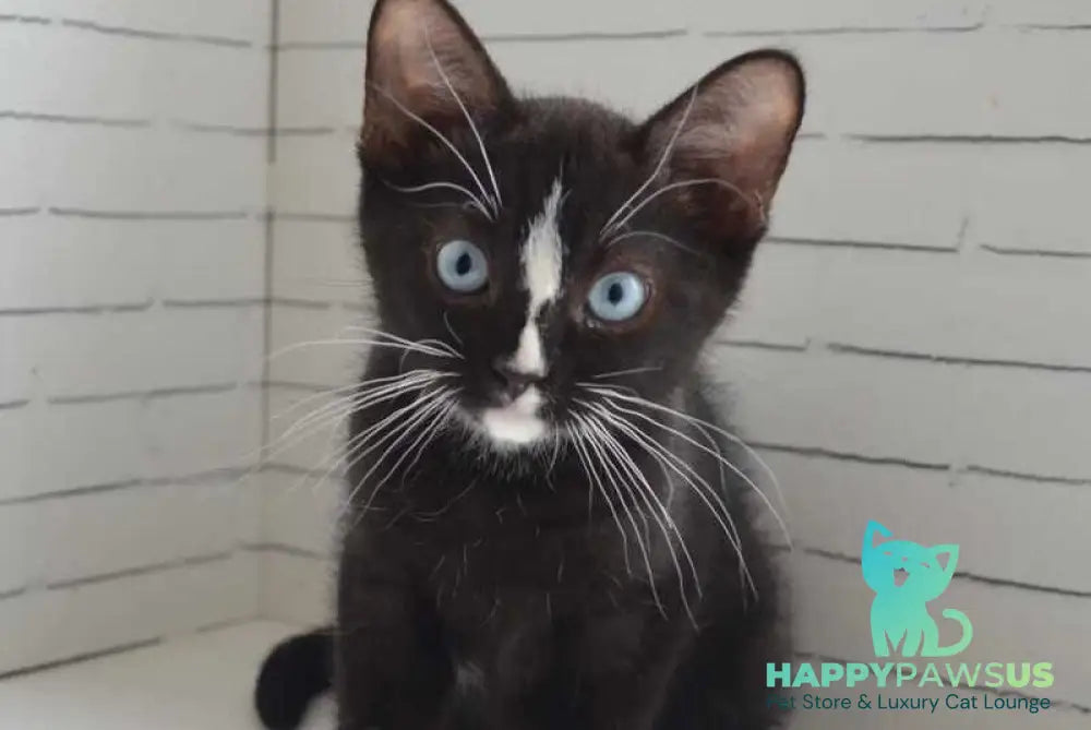Claude British Shorthair male black with white - Event Tickets