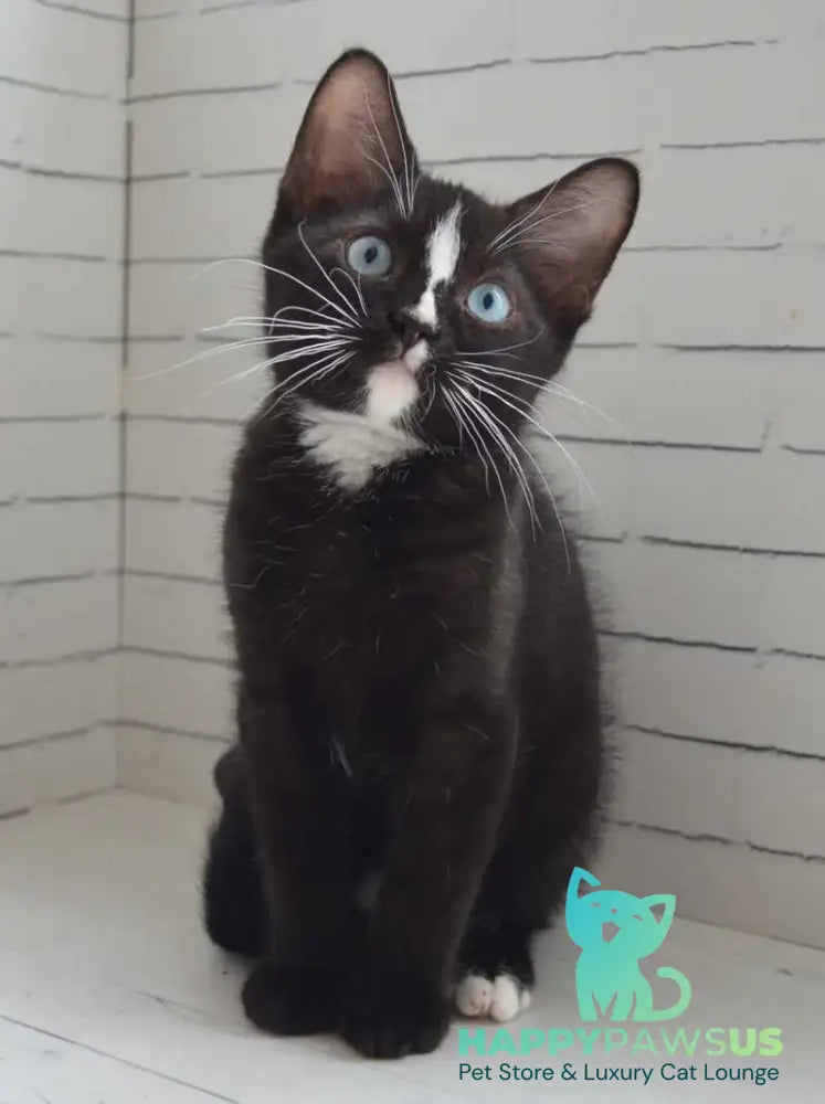 Claude British Shorthair male black with white - Event Tickets