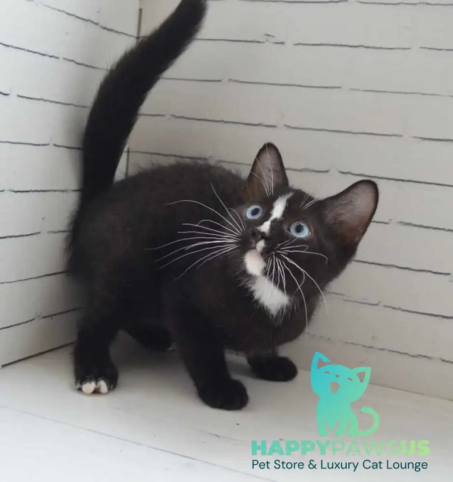 Claude British Shorthair male black with white - Event Tickets