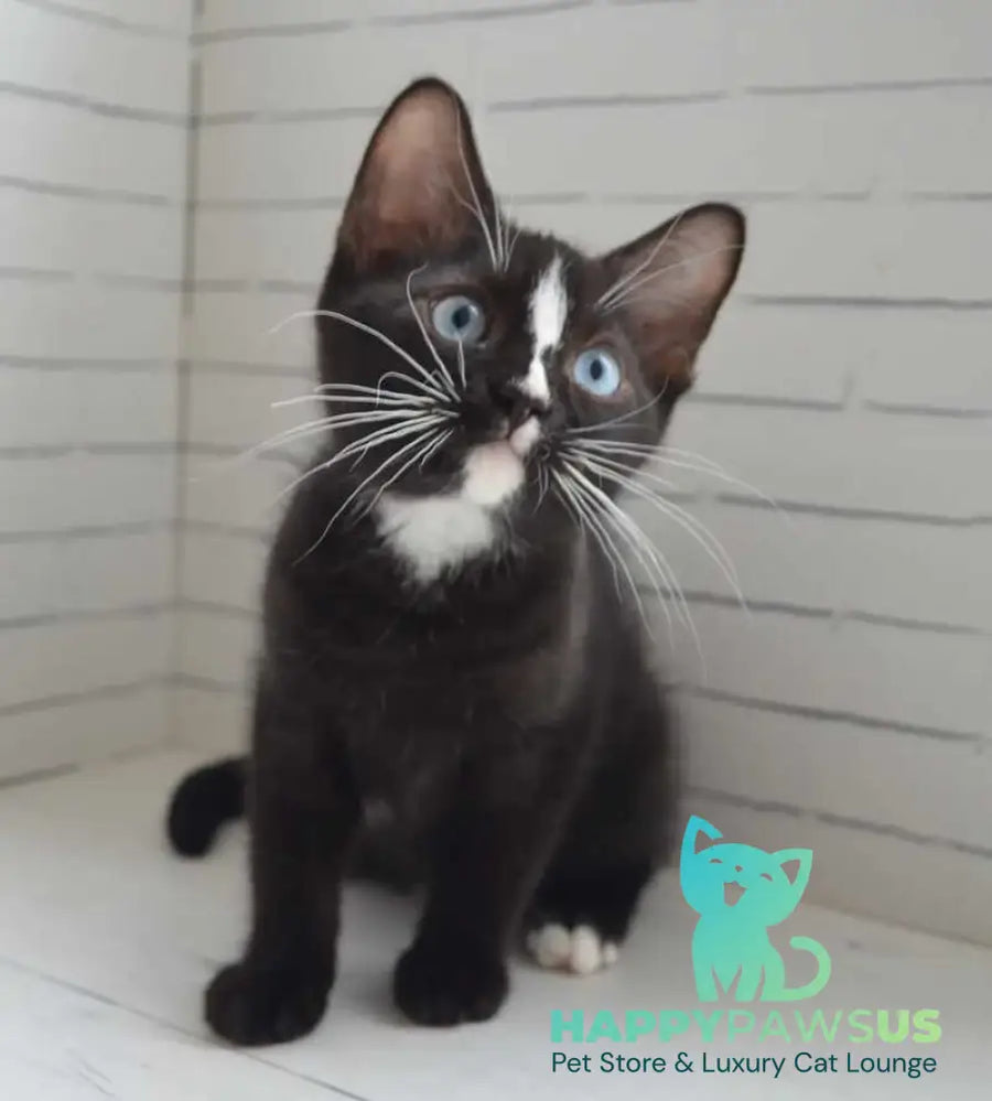 Claude British Shorthair male black with white - Event Tickets
