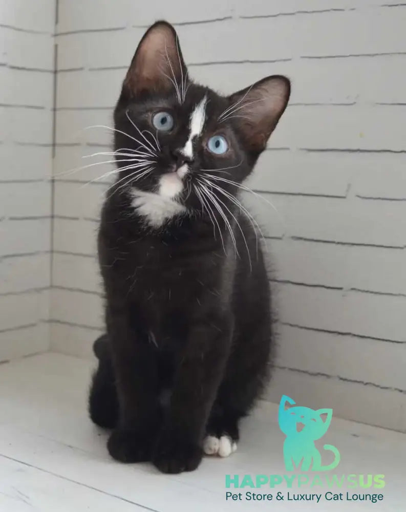 Claude British Shorthair male black with white - Event Tickets