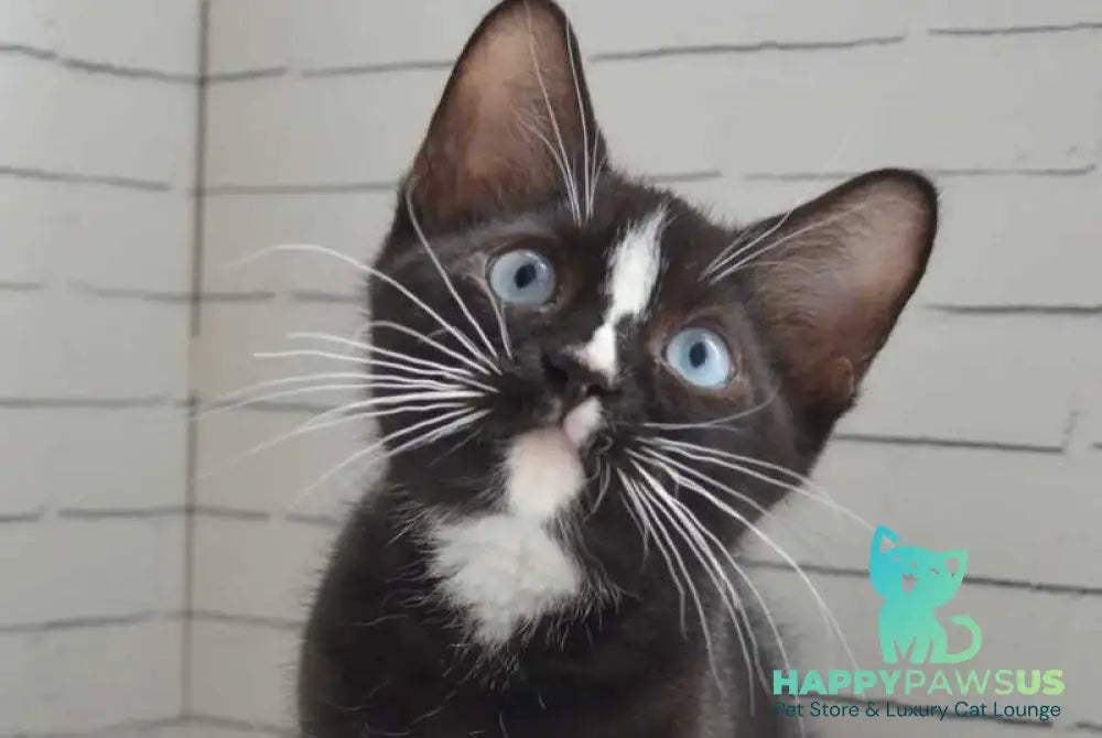 Claude British Shorthair male black with white - Event Tickets
