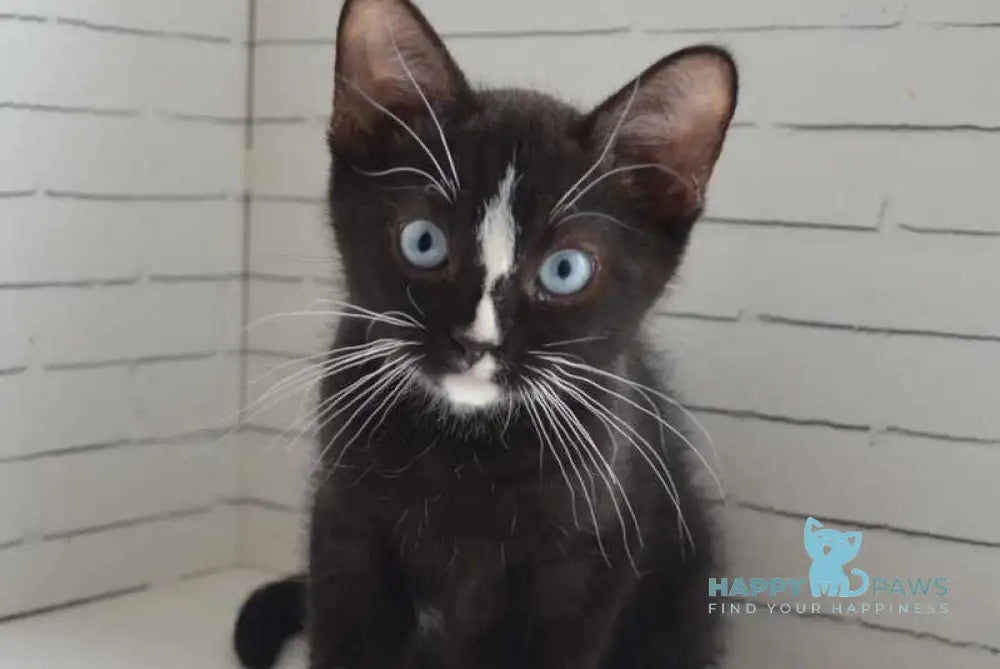 Claude British Shorthair male black with white - Event Tickets