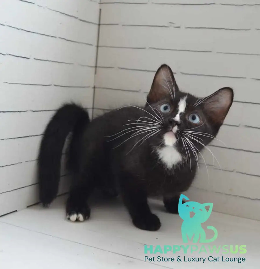 Claude British Shorthair male black with white - Event Tickets