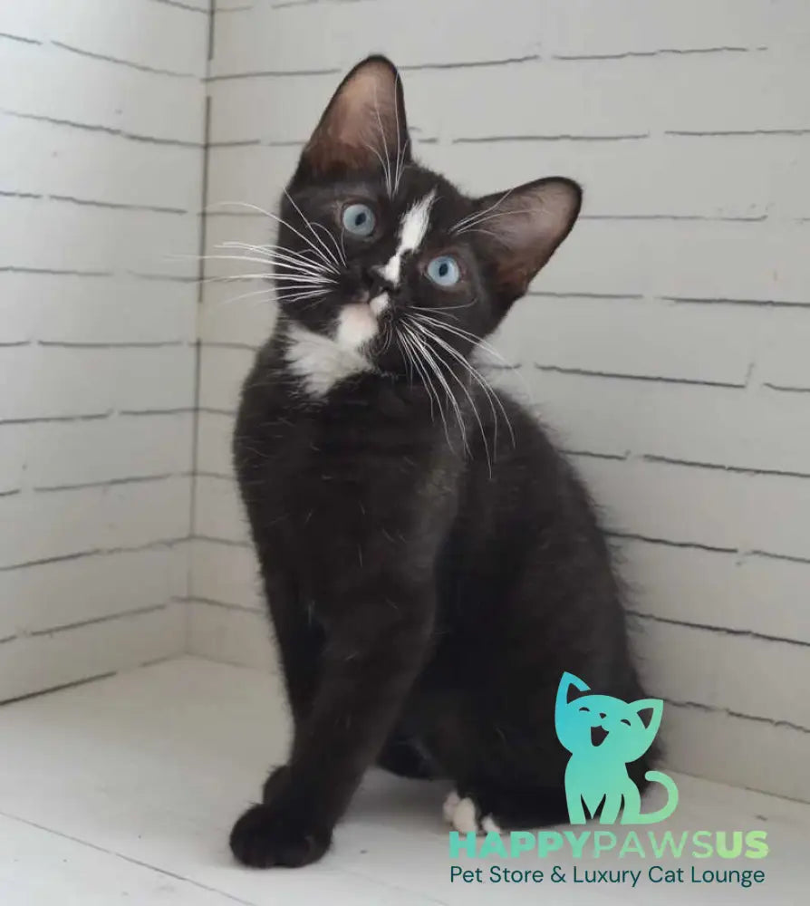 Claude British Shorthair male black with white - Event Tickets