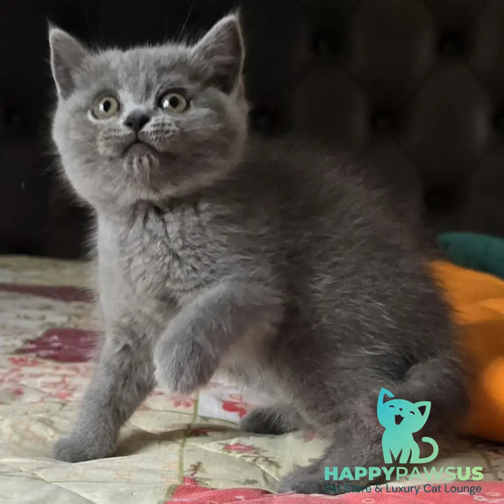 Claudia Scottish Straight female blue - live animals