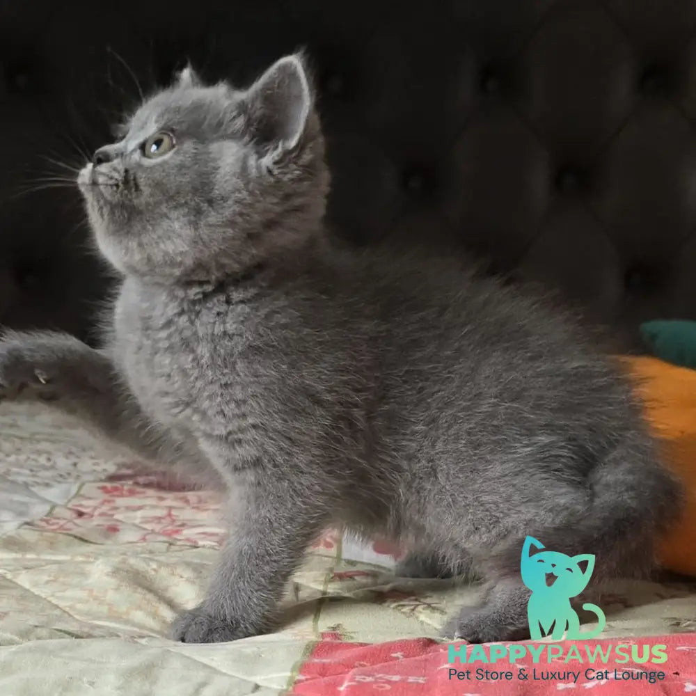 Claudia Scottish Straight female blue - live animals