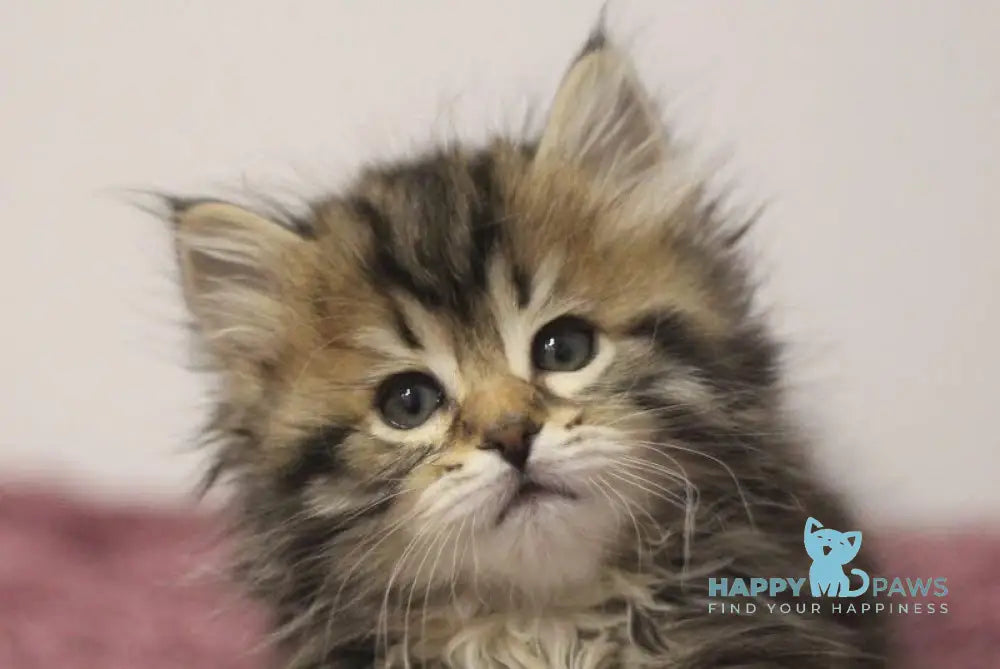 Claudius Siberian male black spotted tabby live animals