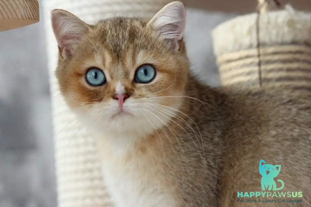 Clayton British Shorthair male black golden ticked tabby with white - live animals