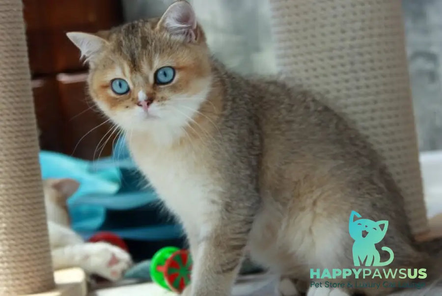 Clayton British Shorthair male black golden ticked tabby with white - live animals
