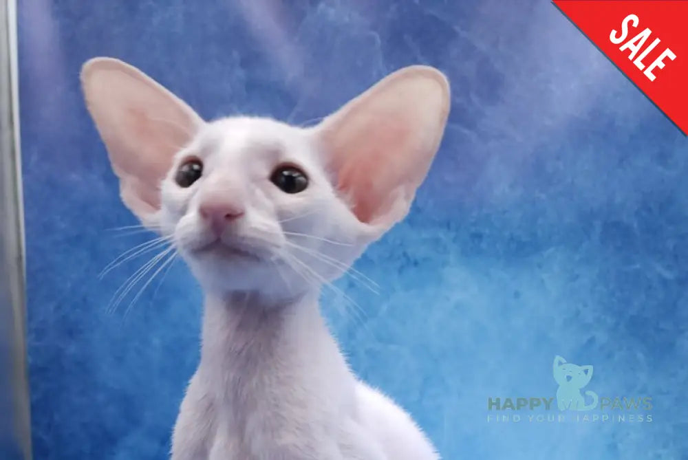 Clayton Oriental Shorthair male white live animals