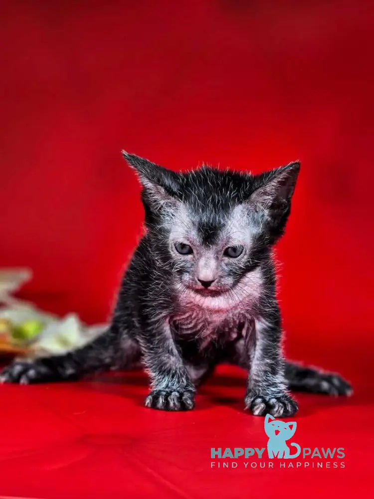 Clementine Lykoi female black live animals