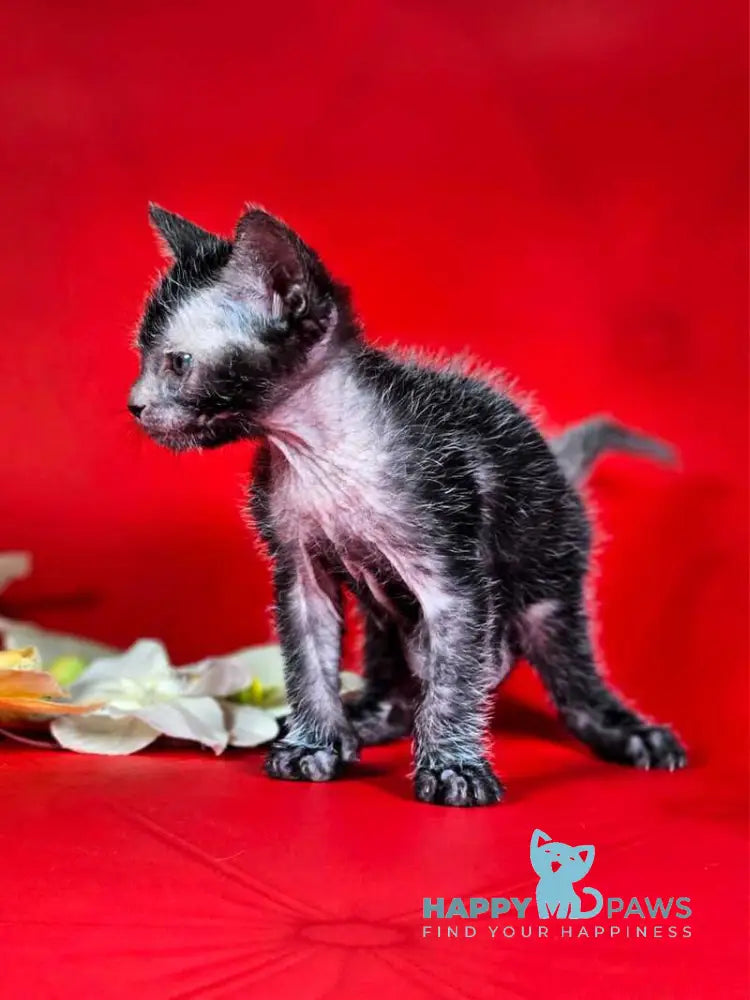 Clementine Lykoi female black live animals
