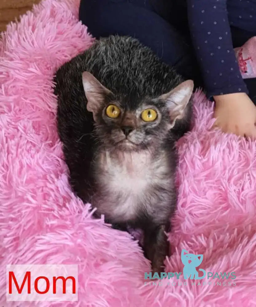 Clementine Lykoi female black live animals