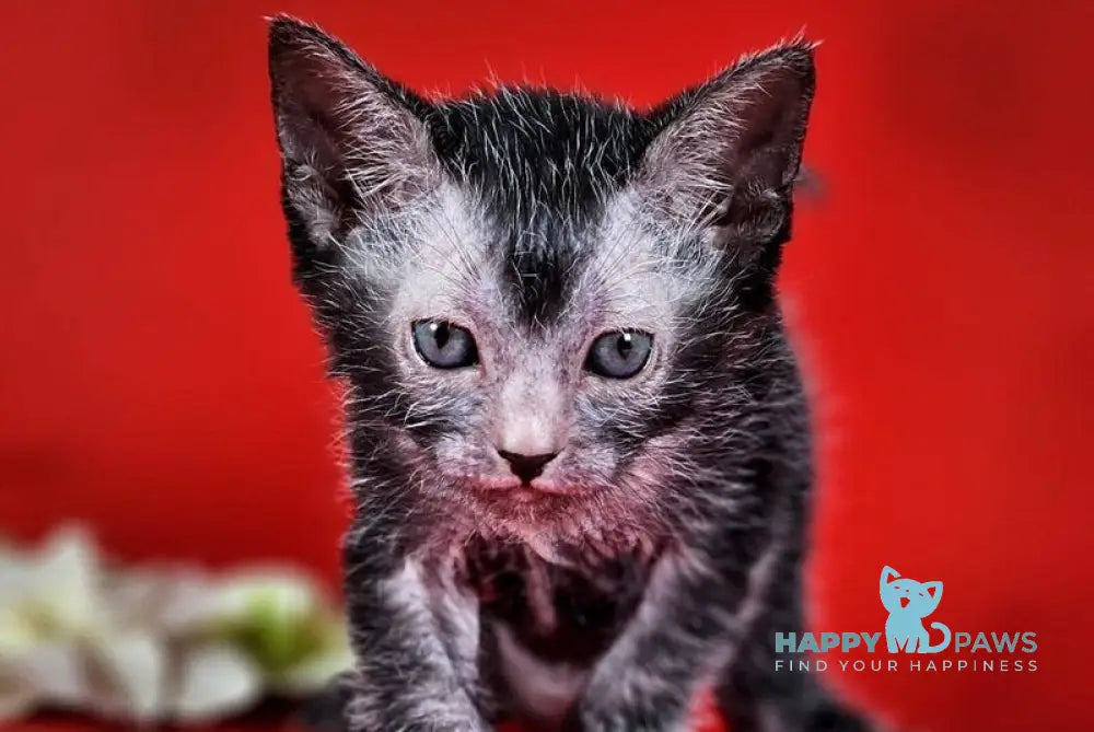 Clementine Lykoi female black live animals