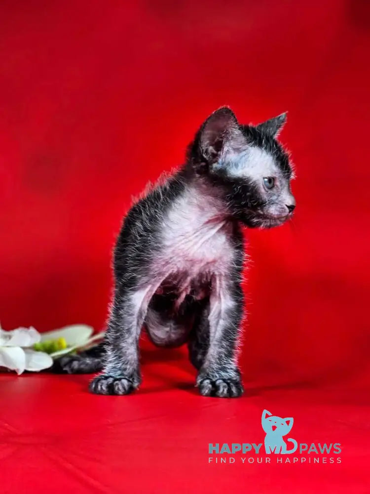 Clementine Lykoi female black live animals