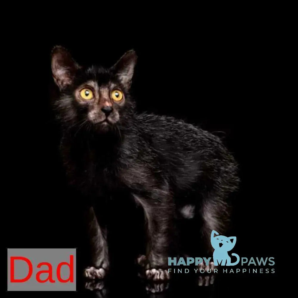 Clementine Lykoi female black live animals