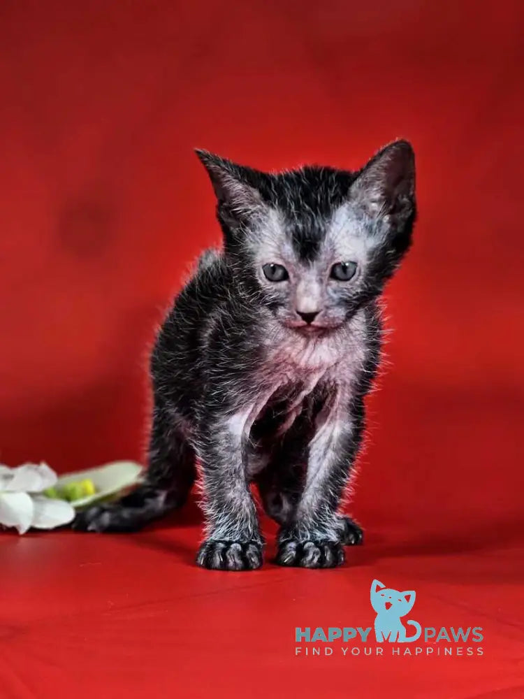 Clementine Lykoi female black live animals