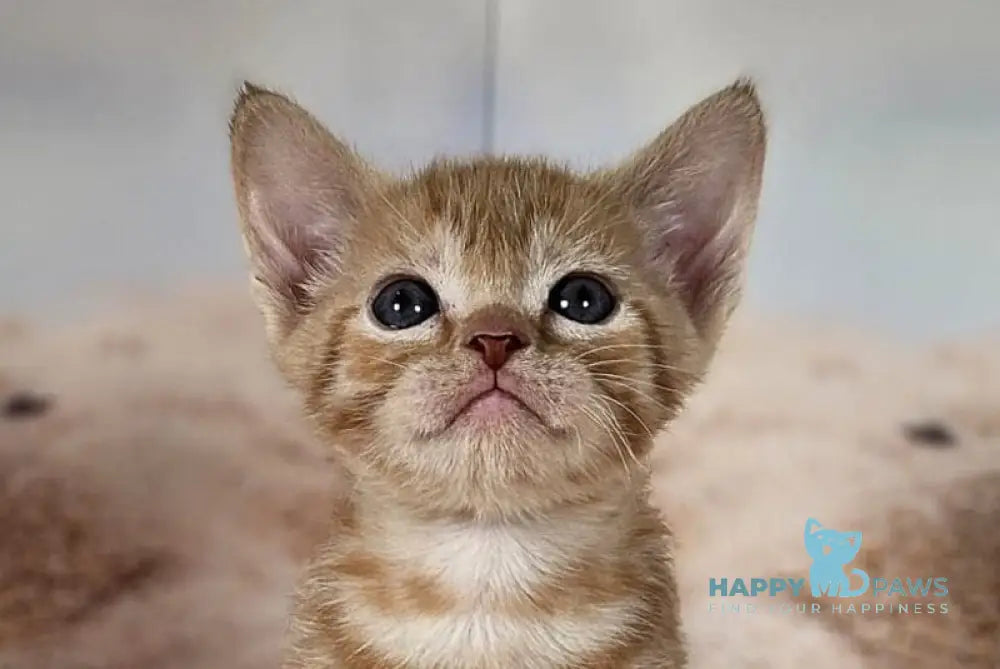 Clementine’s Devon Rex male red tabby live animals