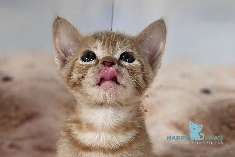 Clementine’s Devon Rex male red tabby live animals