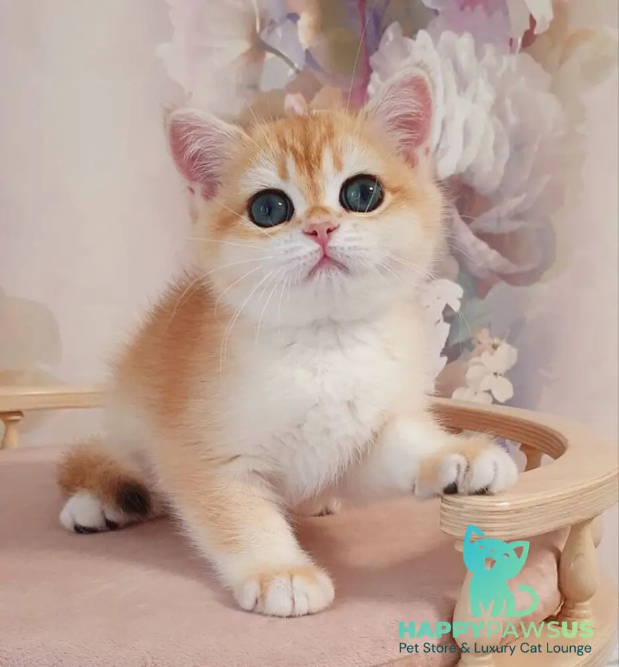 Cleo British Shorthair female black golden chinchilla - live animals