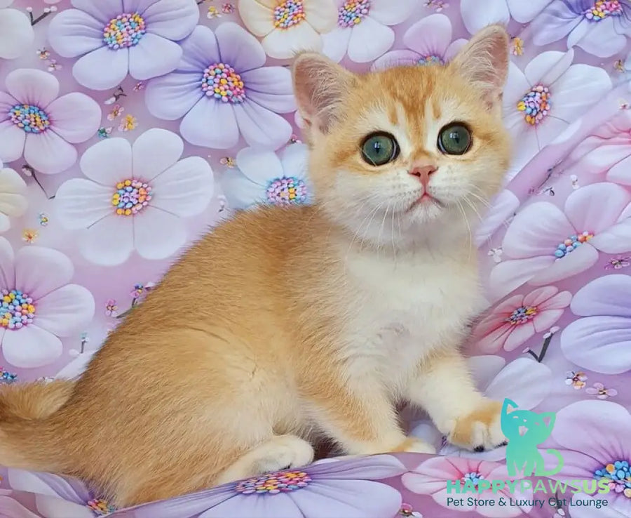 Cleo British Shorthair female black golden chinchilla - live animals