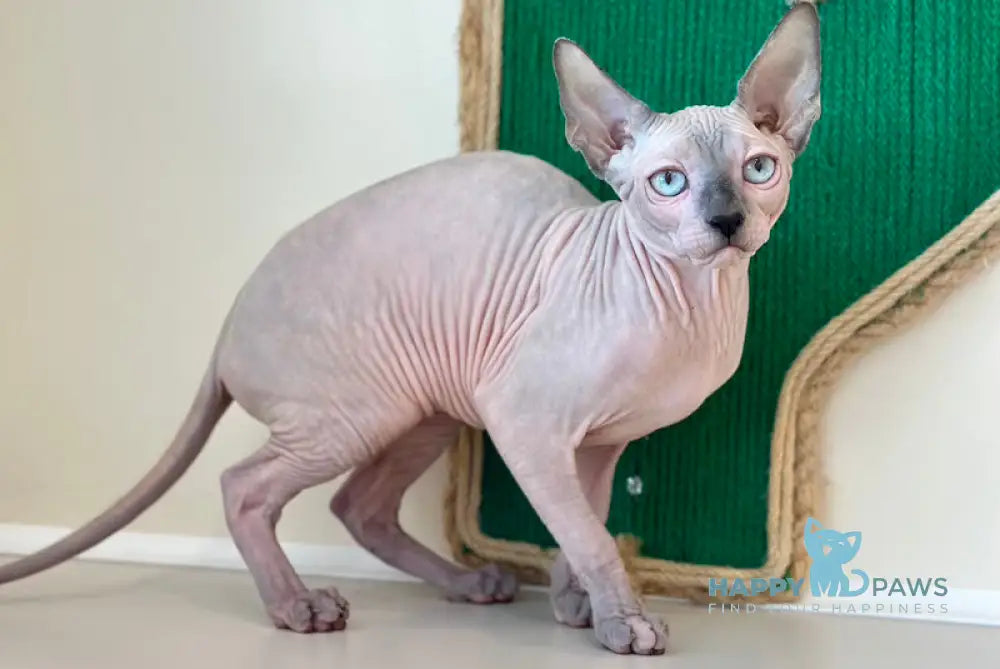 Cleo Canadian Sphynx female seal tortie pointed live animals