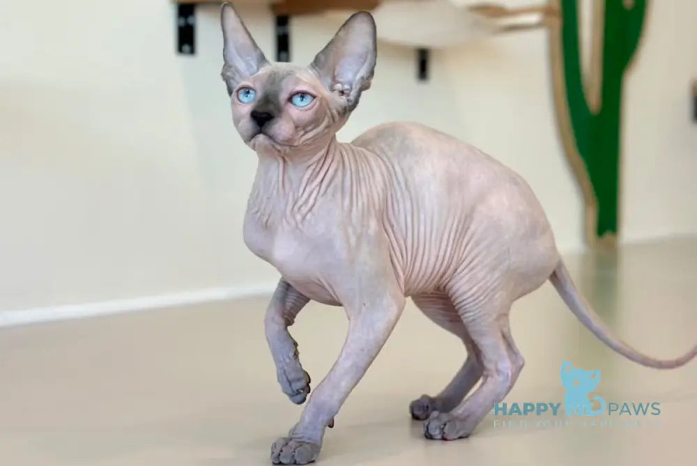 Cleo Canadian Sphynx female seal tortie pointed live animals