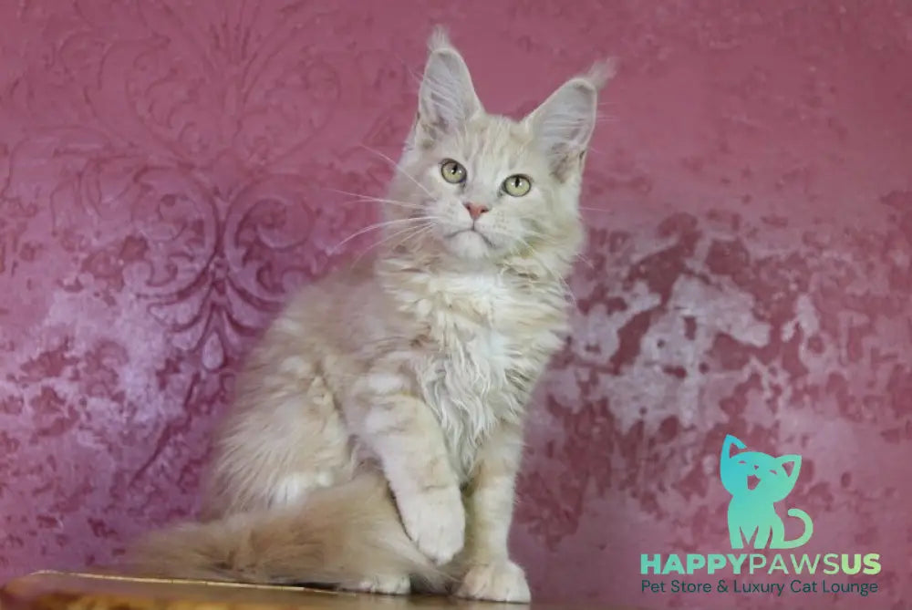 Cleo Maine Coon female cream - live animals